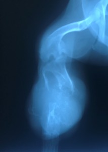 Ab-Hee 2 (2) Ab-Hee 2 (2)